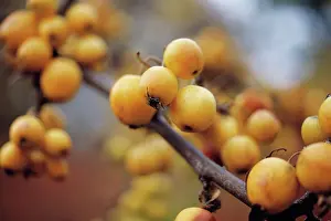 Sorbus: Mountain Ash
