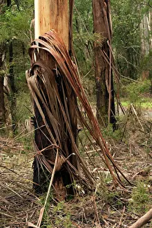 Lyrebird: Mountain Ash forest habitat -of Superb Lyrebird