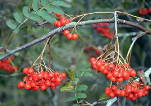 200620: Mountain Ash, also known as Rowan, berries in autumn;