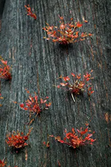 Regrowth: Mountain ash regrowth after bushfire.Regeneration