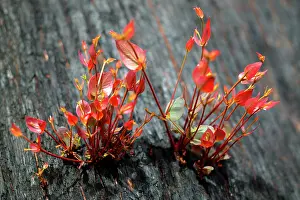 Regrowth: Mountain ash regrowth after bushfire.Regeneration
