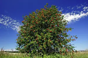 Rowans: Mountain Ash, Rowan Tree