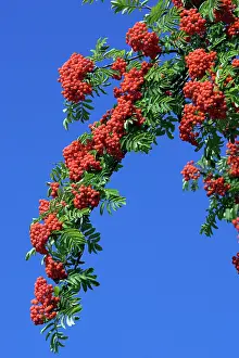 Rowans: Mountain Ash or Rowan Tree - ripe berries on tree in autumn