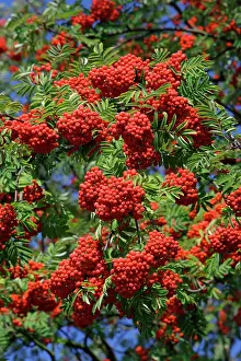 Rowans: Mountain Ash or Rowan Tree - ripe berries on tree in autumn