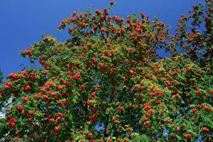 Ripened: Mountain Ash, Rowan Tree - with ripened berries, autumn