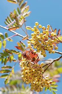 Clusters: Mountain ash, Sorbus Joseph Rock, Clusters of
