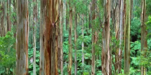 Arty: Mountain Ash - Tarra-Bulga National Park