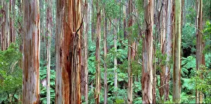 Regnans: Mountain ash and tree ferns (Eucalyptus regnans