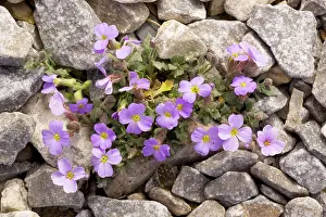 Aubrieta: A mountain Aubrieta