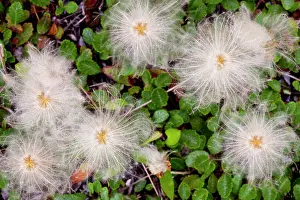 Clark: Mountain aven wildflower seeds