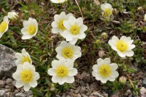 Avens: Mountain Avens