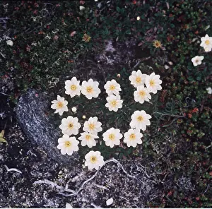 Avens: Mountain Avens