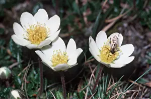 Avens: MOUNTAIN AVENS