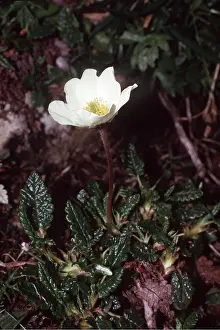 Martin Beames: Mountain Avens