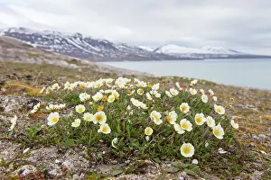 Regions: Mountain Avens