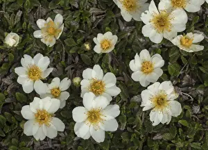 Avens: Mountain avens, Dryas octopetala in full flower