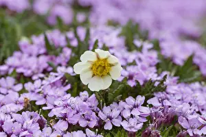 Evergreens: Mountain Avens - flowering - Norway