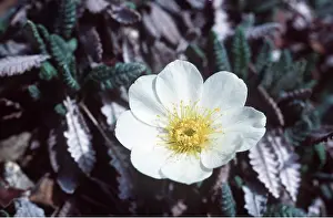 Avens: MOUNTAIN AVENS - flowers