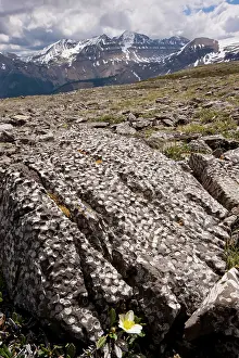 Avens: Mountain Avens among Fossil coral on Parker Ridge