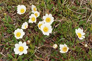Avens: Mountain Avens - on grassy slope