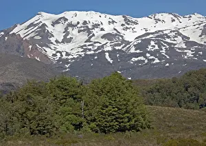 Nothofagus: Mountain beech forest and moorland, in the Tongariro