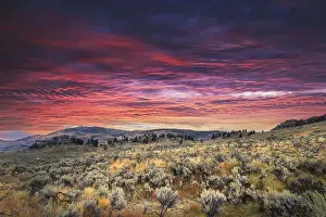 Lamar: Mountain big sagebrush at sunrise, Lamar Valley