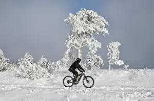 Bicycle: Mountain biker in front of snowy pine near the peak