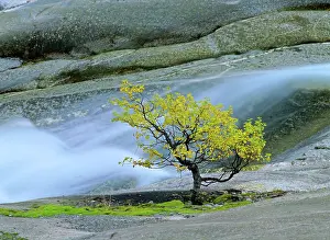 Birches: Mountain birch - growing amidst polished rocks