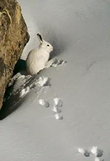 Pugmarks: Mountain / Blue Hare HARE - in snow with tracks