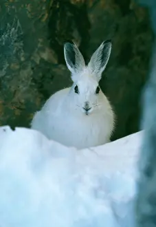 Nervous: Mountain / Blue HARE - in snow