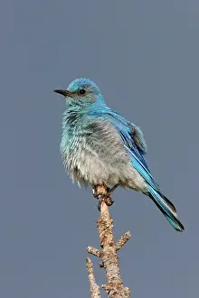 Bluebirds: Mountain Bluebird