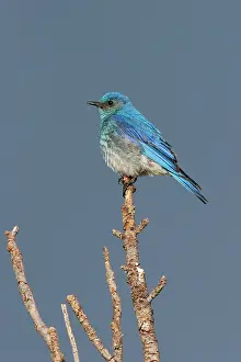 Bluebirds: Mountain Bluebird