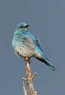 Bluebirds: Mountain Bluebird
