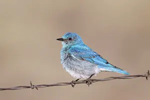 Currucoides: Mountain Bluebird