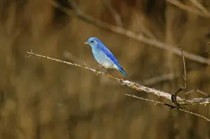 Currucoides: Mountain Bluebird