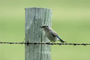 Currucoides: Mountain Bluebird