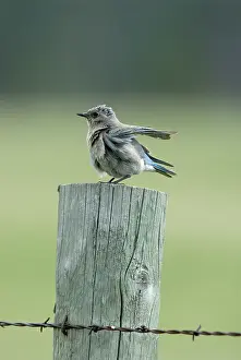Currucoides: Mountain Bluebird