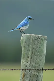 Currucoides: Mountain Bluebird