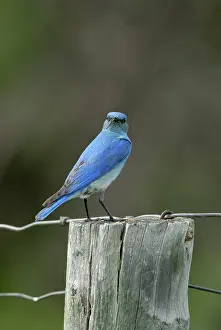 Currucoides: Mountain Bluebird