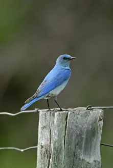 Currucoides: Mountain Bluebird