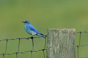Currucoides: Mountain Bluebird