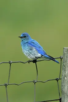 Currucoides: Mountain Bluebird
