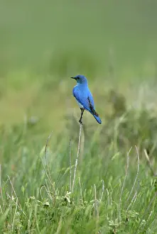 Currucoides: Mountain Bluebird