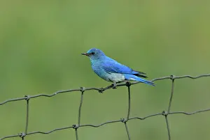 Currucoides: Mountain Bluebird