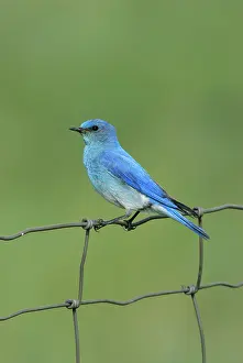 Currucoides: Mountain Bluebird