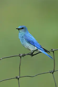 Currucoides: Mountain Bluebird