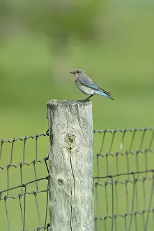Currucoides: Mountain Bluebird