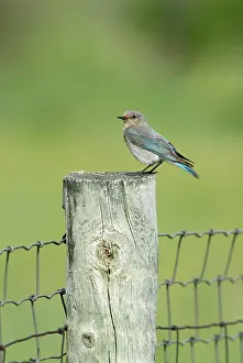 Currucoides: Mountain Bluebird