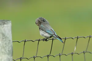 Currucoides: Mountain Bluebird