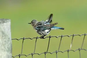 Currucoides: Mountain Bluebird